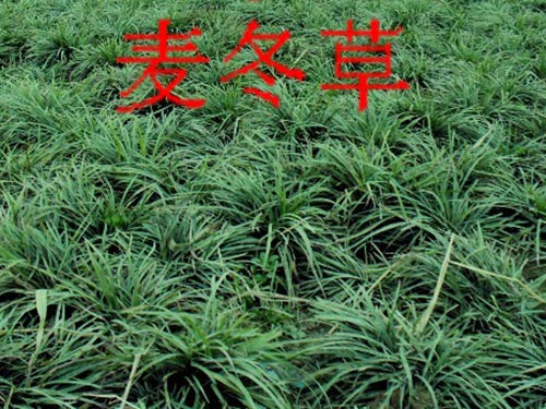 麦冬草1