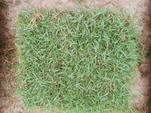 马尼拉草皮3