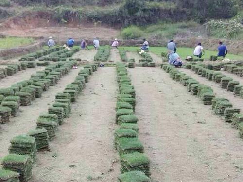 马尼拉草皮7