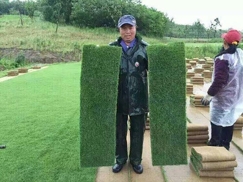 细叶结缕草3