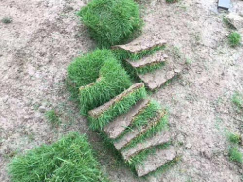 几种养护草皮的方法